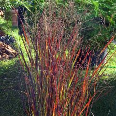 Panicum virgatum Heiliger Hain - Vingergras