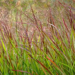 Panicum virgatum Shenandoah - Vingergras