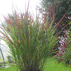Panicum virgatum Cheyenne Sky - Vingergras
