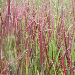 Panicum virgatum Kulsenmoor - Vingergras