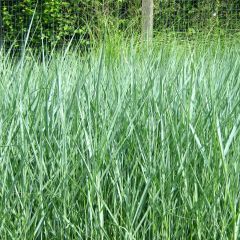 Panicum virgatum Prairie Sky - Vingergras