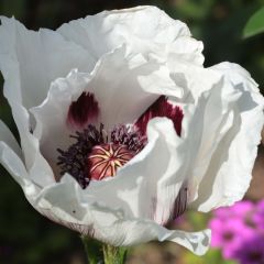 Papaver orientale Perry's White - Oosterse papaver