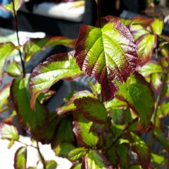 Parrotia persica Persian Spire - Perzisch IJzerhout