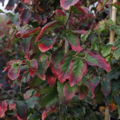 Parrotia persica Vanessa - Perzisch IJzerhout