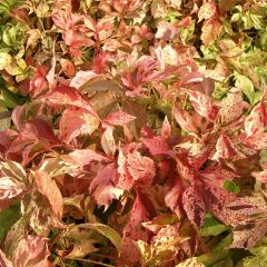 Parthenocissus quinquefolia Star Shower - Wilde wingerd
