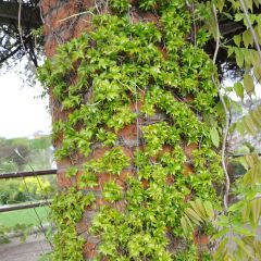 Parthenocissus tricuspidata Lowii - Wilde wingerd