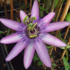 Passiflora Lavender Lady - Passiebloem