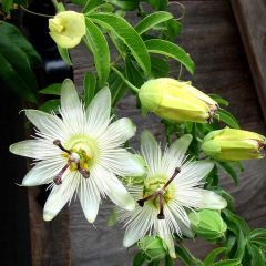 Passiflora caerulea Constance Elliot - Blauwe passiebloem