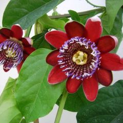 Passiflora alata - Gevleugelde passiebloem