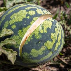 Watermeloen (groen vruchtvlees, rode zaden - geschikt om in te maken) BIO Ferme de Sainte Marthe