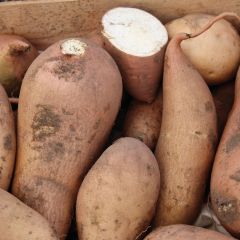 Zoete aardappel Bonita (jonge planten)