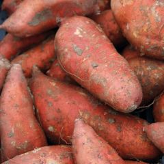 Zoete aardappel Orleans (jonge planten)