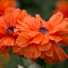Papaver orientale May Queen - Oosterse papaver