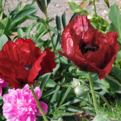 Papaver orientale Royal Chocolate Distinction - Oosterse papaver