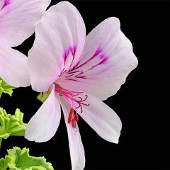 Pelargonium crispum Variegatum - Citroengeranium