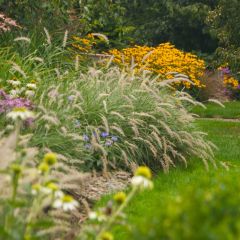 Pennisetum orientale Shogun - Lampenpoetsersgras