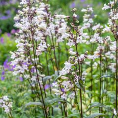 Penstemon digitalis Husker Red - Slangenkop