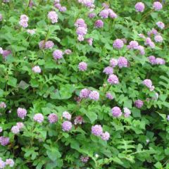 Persicaria runcinata Needhams Form - Duizendknoop