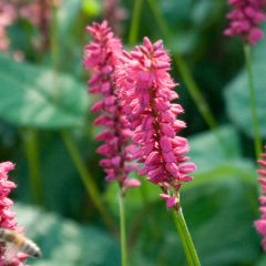 Persicaria amplexicaulis Taurus - Duizendknoop
