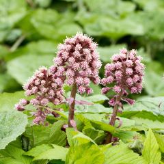 Petasites hybridus - Groot hoefblad