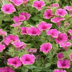 Petunia Supertunia Picasso in Pink - Hangpetunia