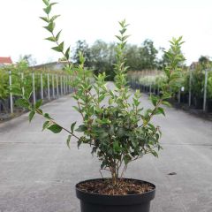 Philadelphus Dame Blanche - Boerenjasmijn