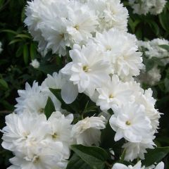Philadelphus Frosty Morn - Boerenjasmijn