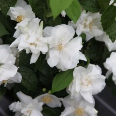 Philadelphus Natchez - Boerenjasmijn