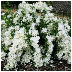 Philadelphus White Rock - Boerenjasmijn