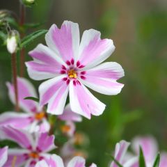 Phlox subulata Candy Stripes - Kruipende vlambloem