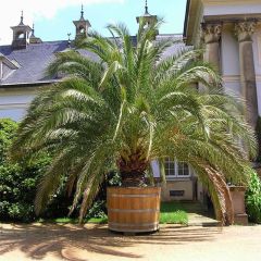 Phoenix canariensis - Canarische dadelpalm