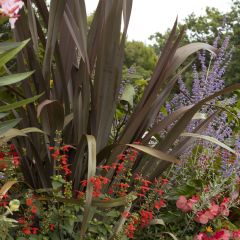 Phormium tenax Purpureum - Nieuw-Zeelands vlas