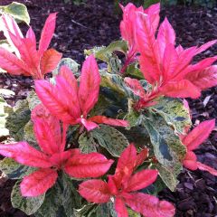Photinia serratifolia Pink Crispy - Glansmispel