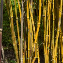 Phyllostachys aureosulcata Spectabilis - Gele bamboe