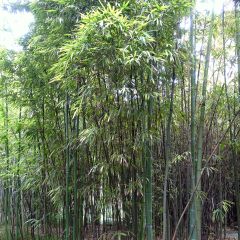Phyllostachys iridescens - Reuzenbamboe
