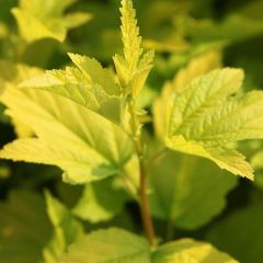 Physocarpus opulifolius Angel Gold - Blaasspirea