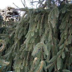 Picea abies Inversa - Fijnspar