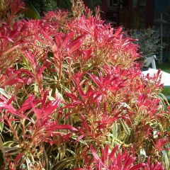 Pieris japonica Little Heath - Japanse rotsheide