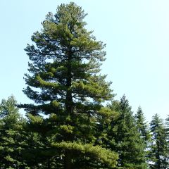 Pinus peuce - Macedonische den