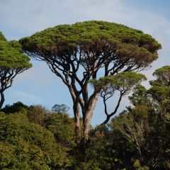 Pinus pinea - Parasolden