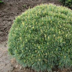 Pinus strobus Minuta - Weymouthden