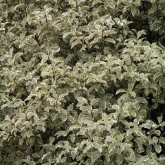 Pittosporum tenuifolium Variegatum - Australische laurier