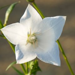 Platycodon grandiflorus Fuji Wit - Ballonklokje