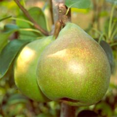 Perenboom Doyenné du Comice