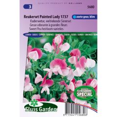Lathyrus odoratus Painted Lady (zaad) - Siererwt