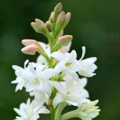 Polianthes tuberosa The Pearl - Tuberoos