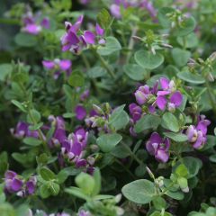 Polygala Bibi Pink - Vleugeltjesbloem