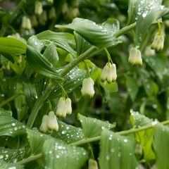Polygonatum commutatum - Salomonszegel