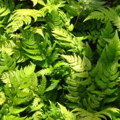 Polystichum rigens - Schildvaren