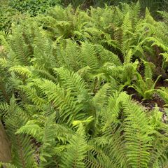 Polystichum setiferum - Zachte naaldvaren